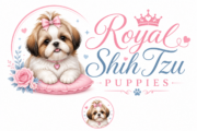 Royal Shih Tzu Puppies